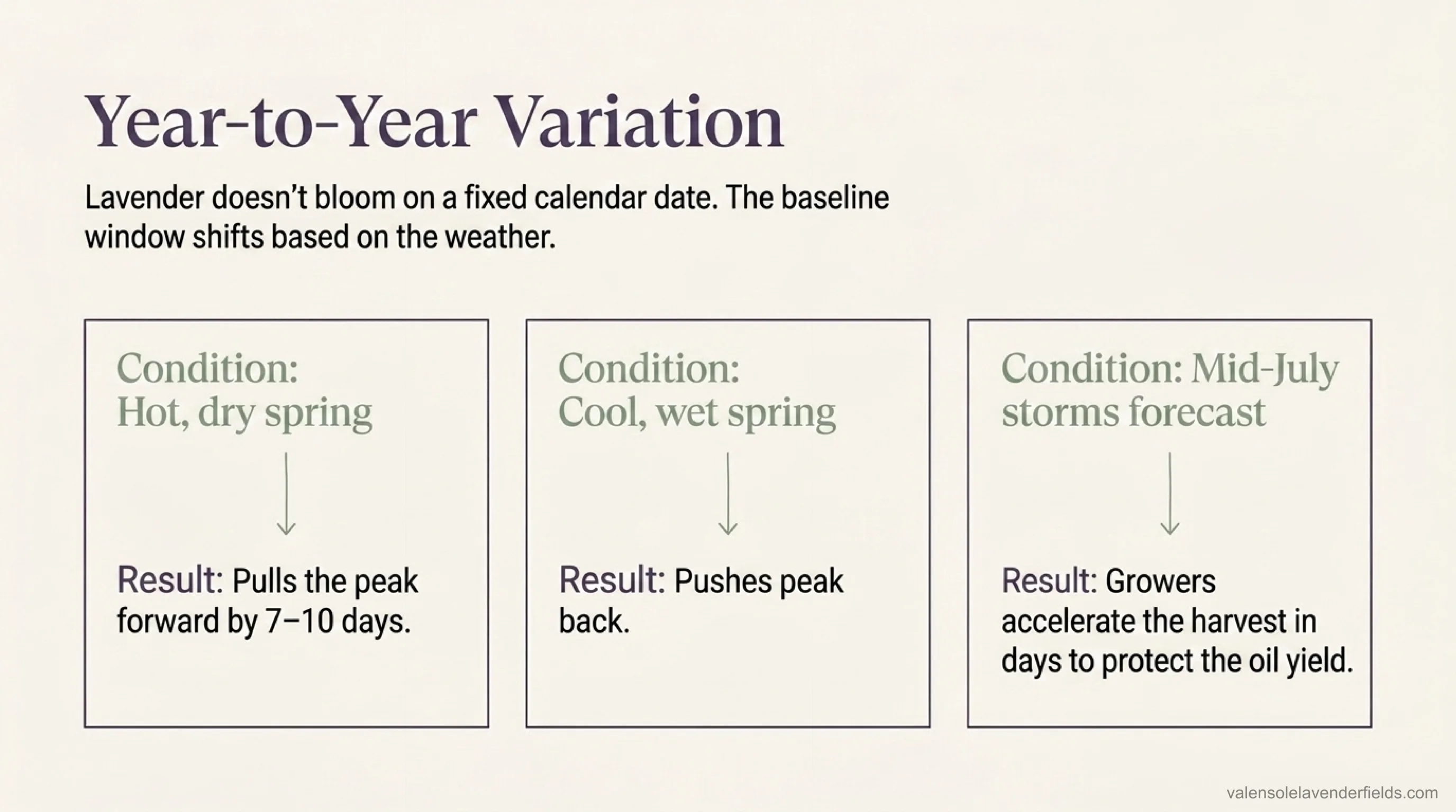 How weather shifts the Provence lavender bloom — a hot, dry spring pulls the peak forward by 7–10 days, a cool, wet spring pushes it back, and mid-July storms make growers accelerate the harvest to protect the oil yield