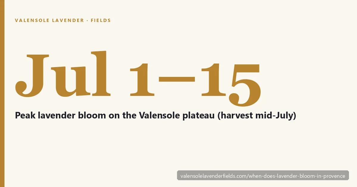 Lavender bloom calendar for Provence — a timeline from mid-June to mid-August showing how the Luberon, Valensole and Sault peak at different times by elevation